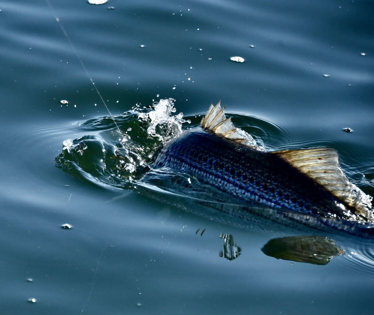 Saltwater Terminal Tackle