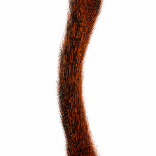 Brown squirrel tail hackle strip close-up