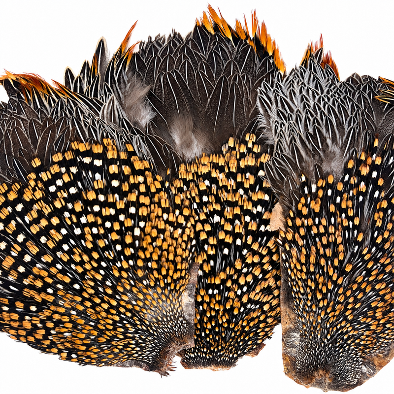 Load image into Gallery viewer, Jungle cock feathers shown together, black-and-white speckled with orange tips.
