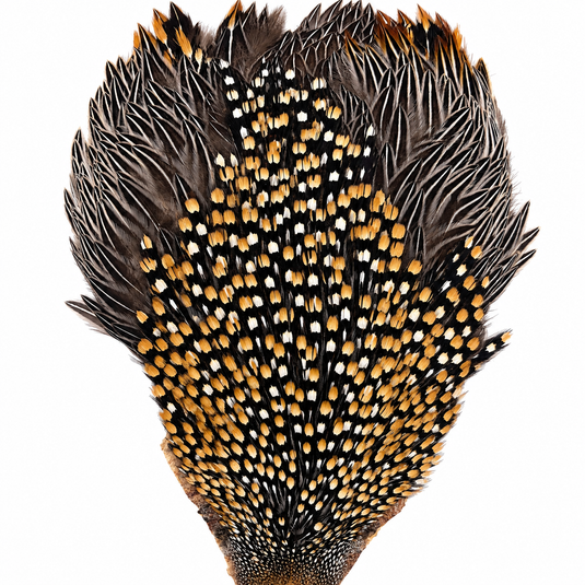 Jungle cock feather fan, black and white speckled quills with amber orange highlights.