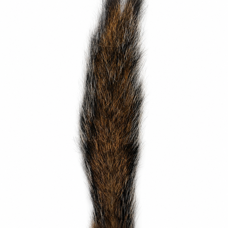 Load image into Gallery viewer, Squirrel tail with long brown and dark fur, dense tufted texture
