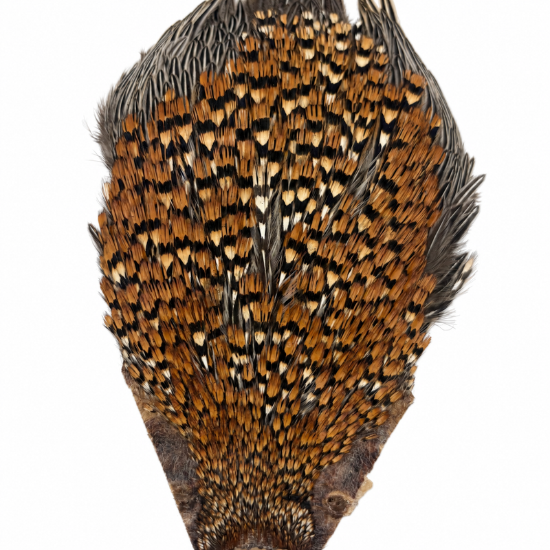 Load image into Gallery viewer, Jungle cock feather fan with black base and gold-orange, white speckled quills.
