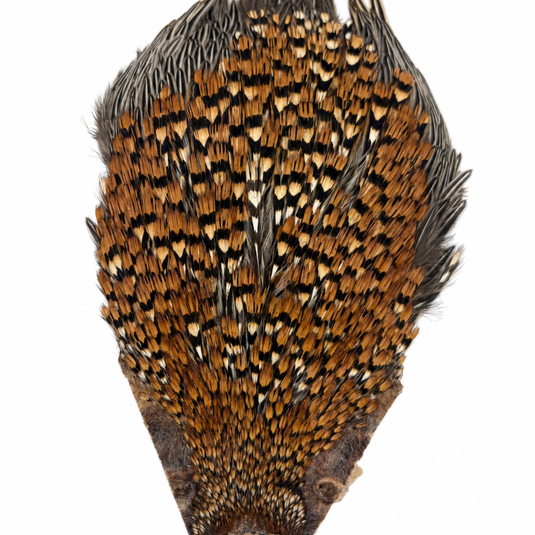 Jungle cock feather fan with black base and gold-orange, white speckled quills.