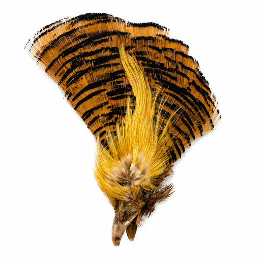 DARMOR - Golden Pheasant- Complete Head