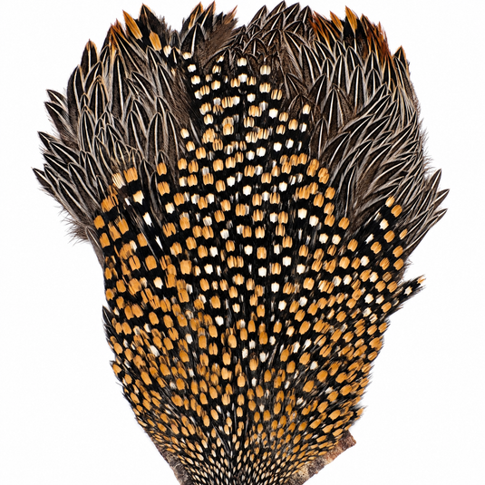 Jungle cock feather fan with dense black-and-white dots and warm orange-toned quill tips.