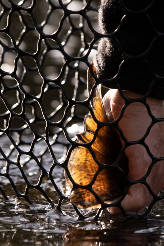 Hand pulling fish out of net