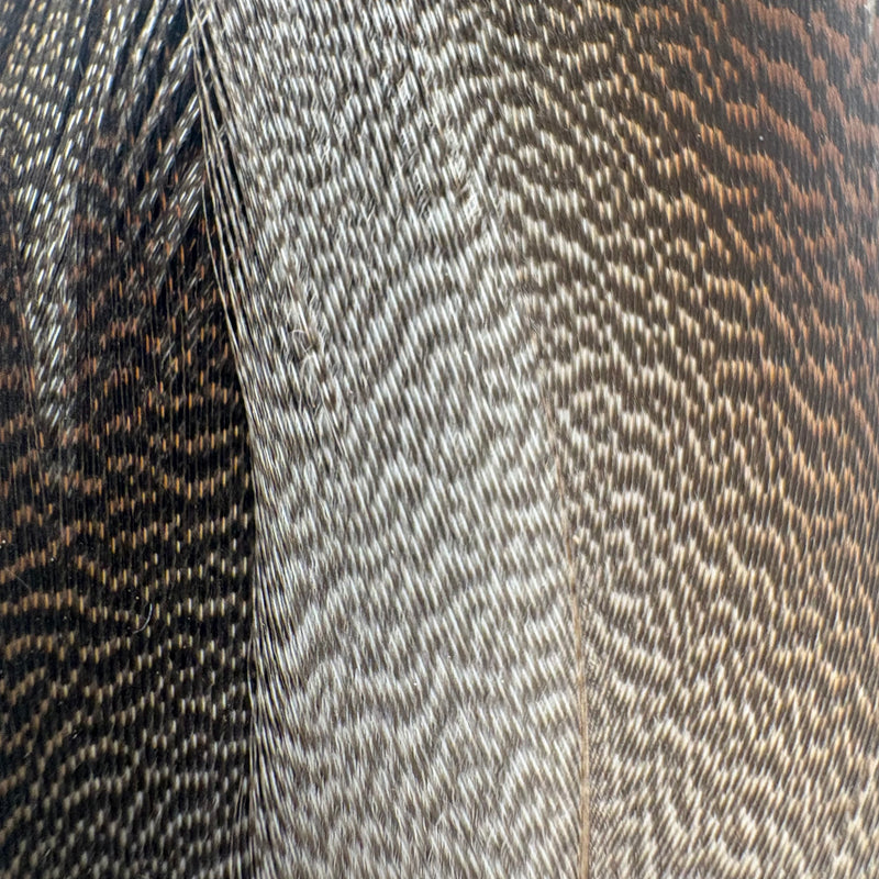 Load image into Gallery viewer, Bronze mallard feather close-up with grey and dark brown striped fibers
