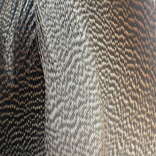 Bronze mallard feather close-up with grey and dark brown striped fibers