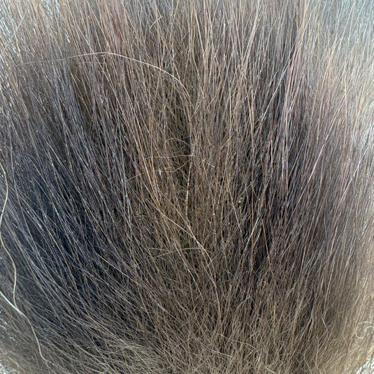 Dark gray and black bear hair fibers, close-up