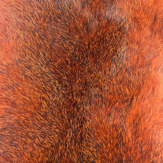 Darmor Squirrel Pelt