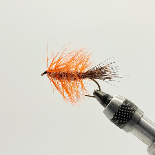Carters Bug