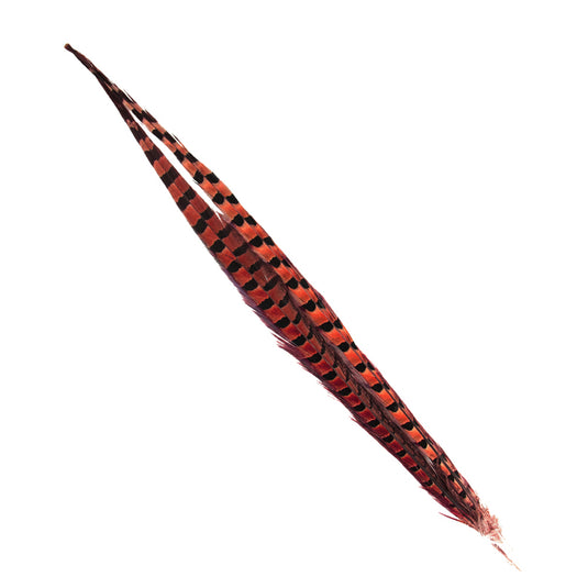 Shor Ring-Necked Pheasant Tail