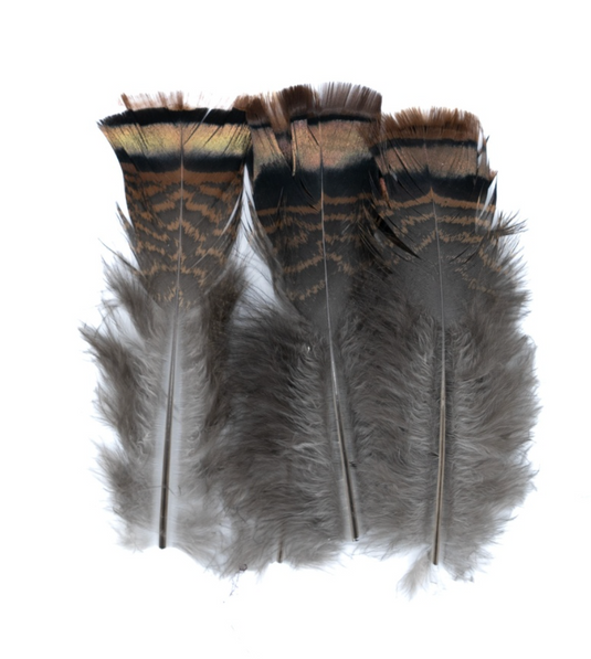 Turkey tail feathers with iridescent brown bands and soft gray fibers, fanned