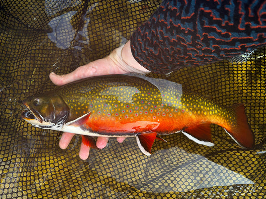 Fish held in net