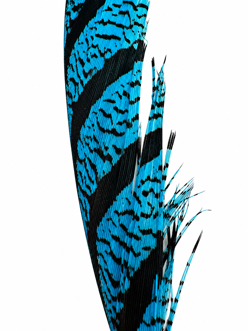 Load image into Gallery viewer, Dyed pheasant tail feather, bright blue leopard pattern on dark base with barbs
