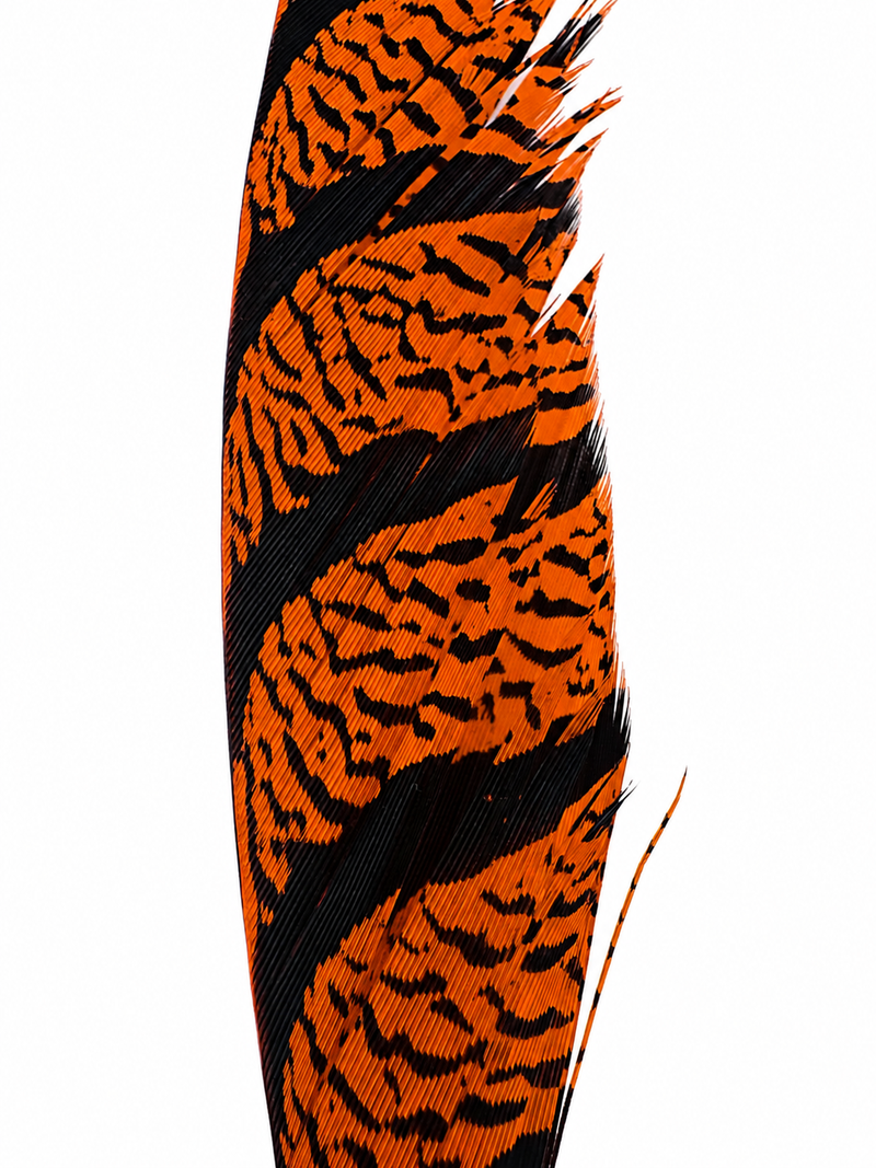Load image into Gallery viewer, Dyed pheasant tail feather, orange leopard pattern with dark diagonal striping
