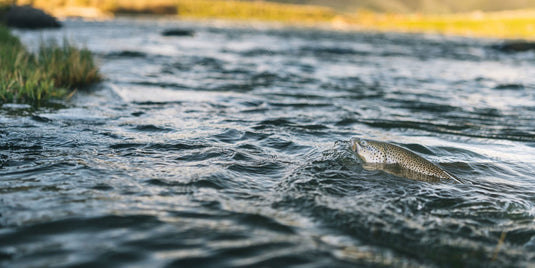 Fish swimming in a river with grass and water reflections