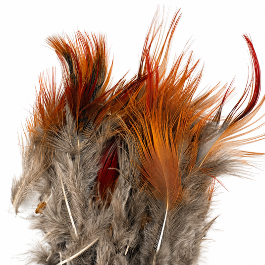 Tufted breast feathers with gray bodies and warm orange-brown and red accents