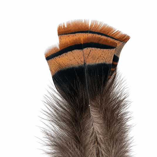 Turkey tail feather tuft with iridescent black, brown, and gray bands