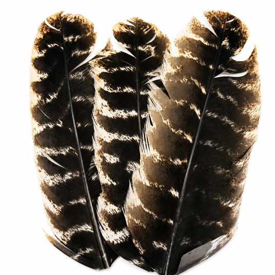 Ozark turkey quills, black and white striped feathers