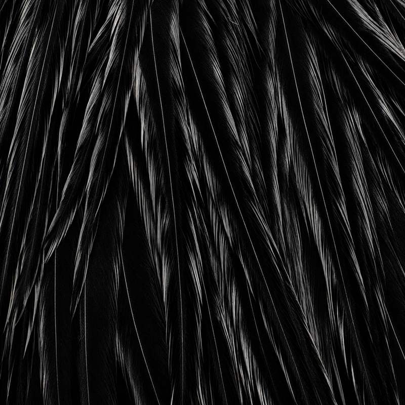 Load image into Gallery viewer, Black feather saddle with long tufted fibers
