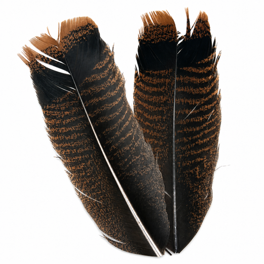 Turkey tail feather set with dark brown and orange speckled bands