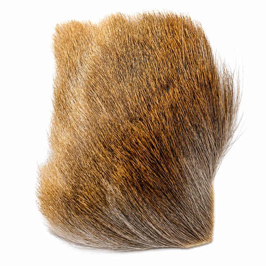 Fallow deer body hair tuft, tan and dark brown, dense short strands